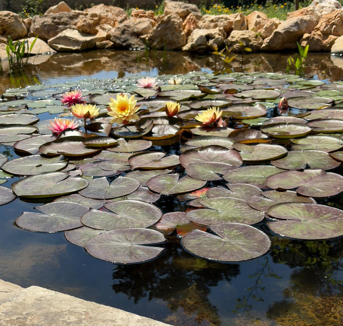 landscape architecture salento, puglia, Mediterranean, natural pond design, studio183 architecture